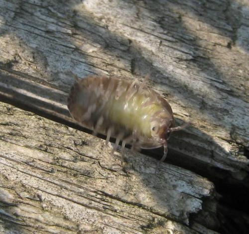 Réf. 65 924 : Armadillidium sp.