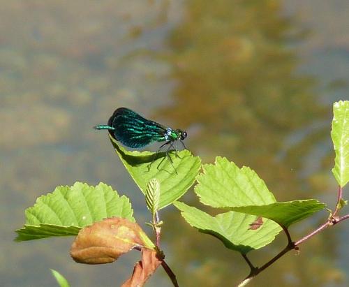 Calopteryx virgo
