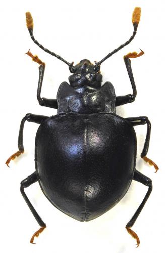 Corynomalus tarsatus
