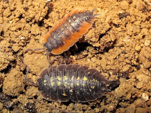 Porcellio duboscqui