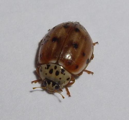 Harmonia quadripunctata