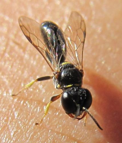 Crossocerus quadrimaculatus