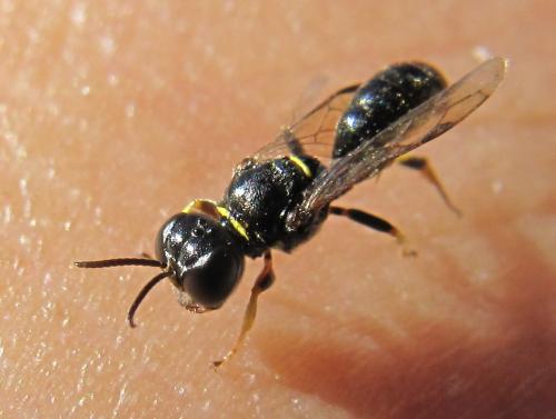 Crossocerus quadrimaculatus