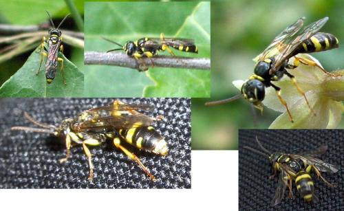 Réf. 65 054 : Mellinus arvensis