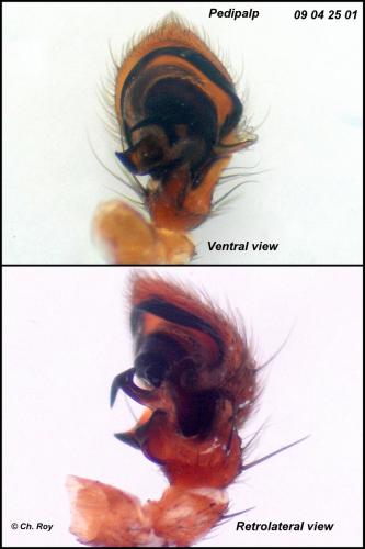 Réf. 65 777 : Xysticus cristatus