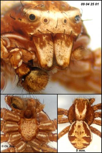 Réf. 65 776 : Xysticus cristatus