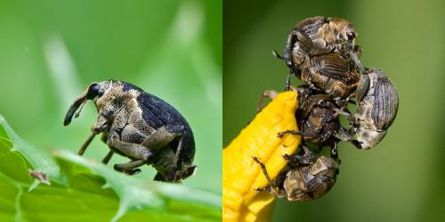 Réf. 65 376 : Mononychus punctumalbum