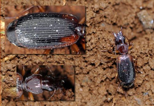 Réf. 65 501 : Cymindis coadunata