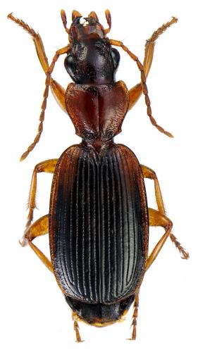 Réf. 65 992 : Cymindis coadunata
