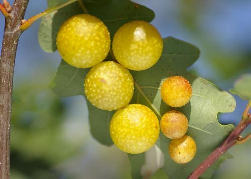 Cynips quercusfolii