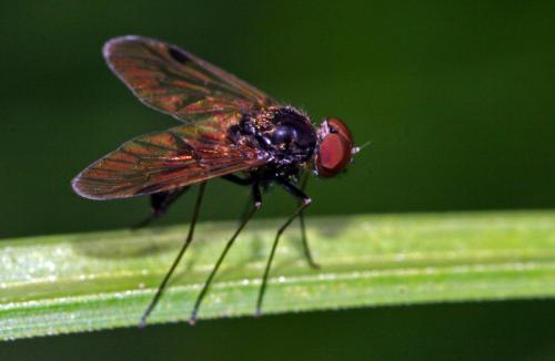 Chrysopilus cristatus