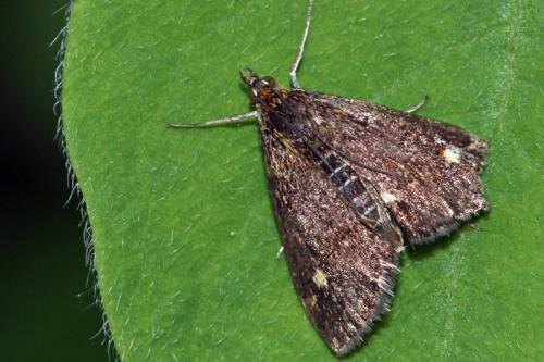 Réf. 65 296 : Pyrausta sp.
