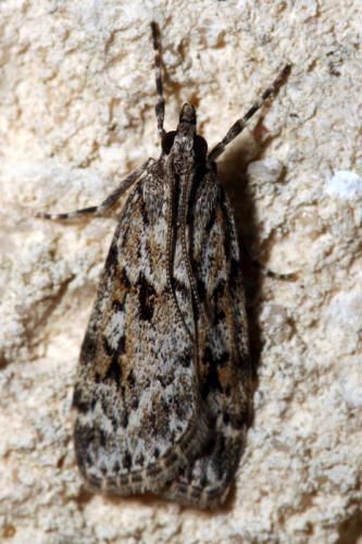 Réf. 65 295 : Scoparia basistrigalis