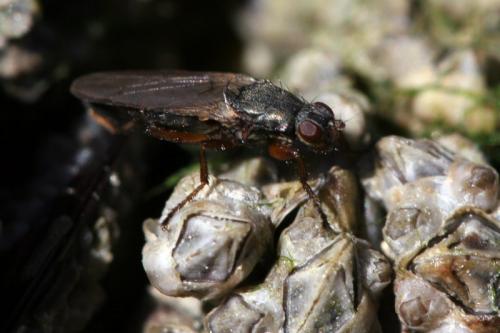 Réf. 65 809 : Coelopa frigida