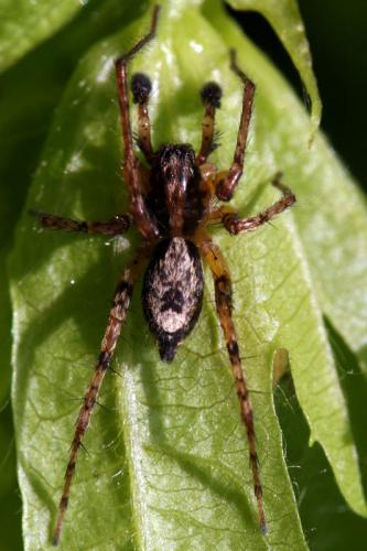 Réf. 65 811 : Anyphaena accentuata