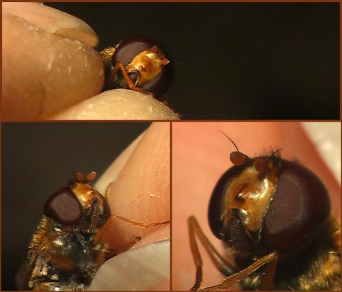 Epistrophe melanostoma