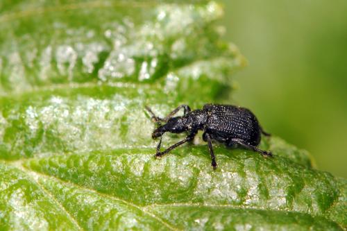 Deporaus betulae