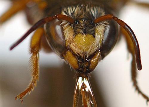 Réf. 65 679 : Rhodanthidium infuscatum