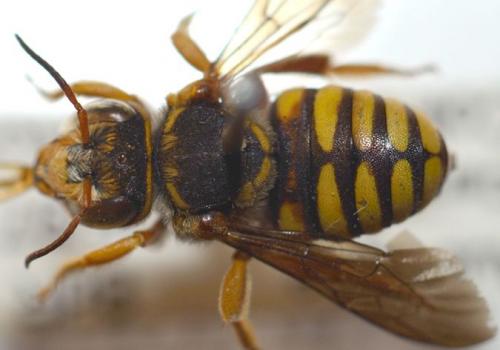 Réf. 65 680 : Rhodanthidium infuscatum