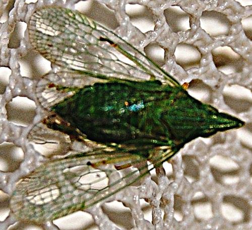 Réf. 65 651 : Dictyophara multireticulata