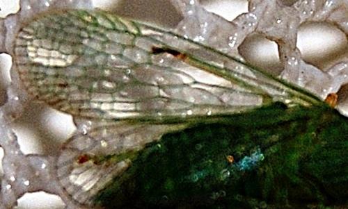 Réf. 65 652 : Dictyophara multireticulata