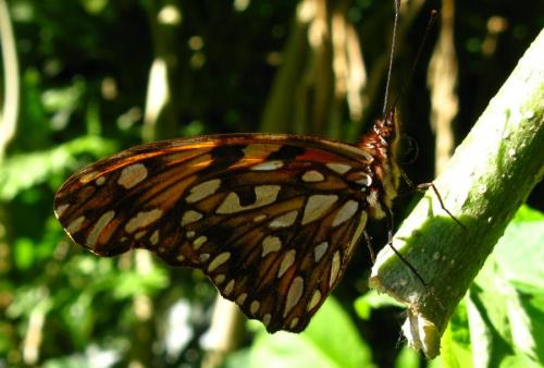 Dione juno huascuma