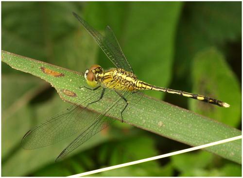 Diplacodes trivialis