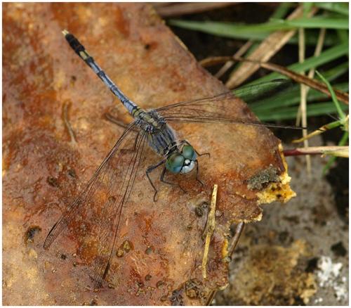 Réf. 65 199 : Diplacodes trivialis