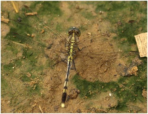 Diplacodes trivialis