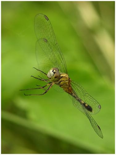 Réf. 65 223 : Diplacodes trivialis