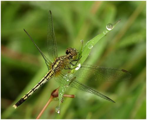 Réf. 65 224 : Diplacodes trivialis
