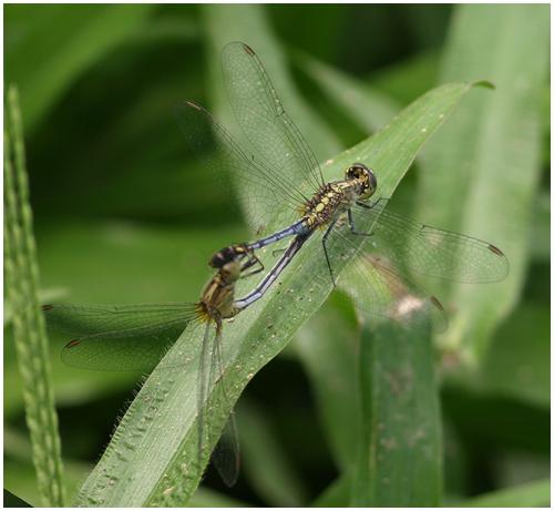 Diplacodes trivialis