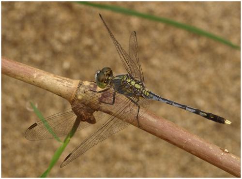 Diplacodes trivialis