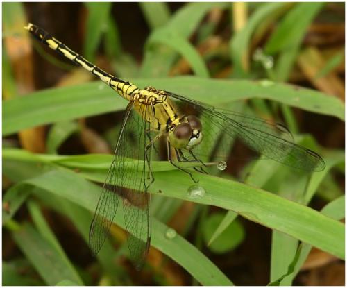 Diplacodes trivialis