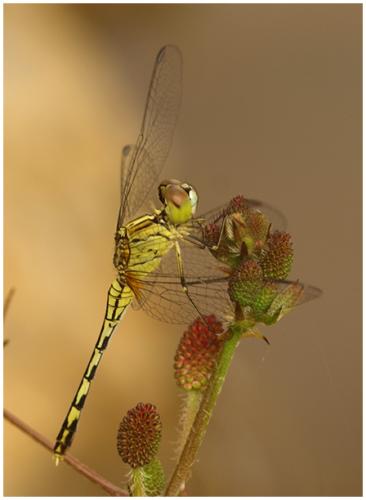 Diplacodes trivialis