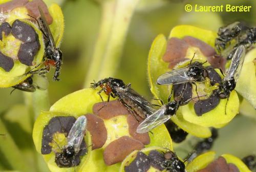Dilophus sp.