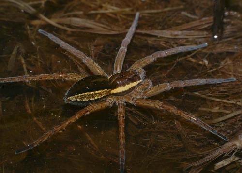 Dolomedes sp.