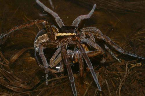 Dolomedes sp.
