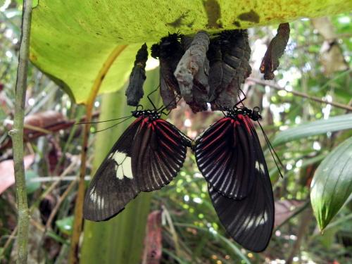 Réf. 65 085 : Heliconius doris