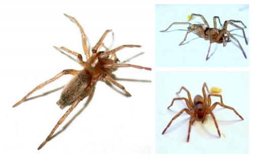 Drassodes sp.