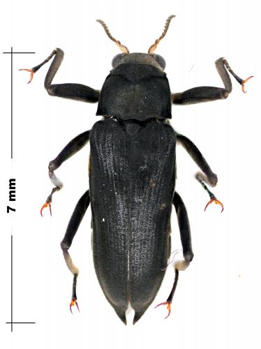 Réf. 65 207 : Potamodytes overlaeti