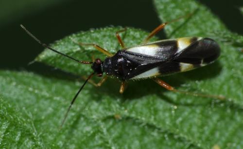 Dryophilocoris flavoquadrimaculatus