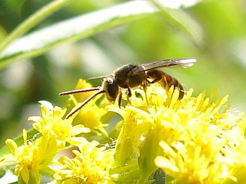 Réf. 65 331 : Lasioglossum sp.