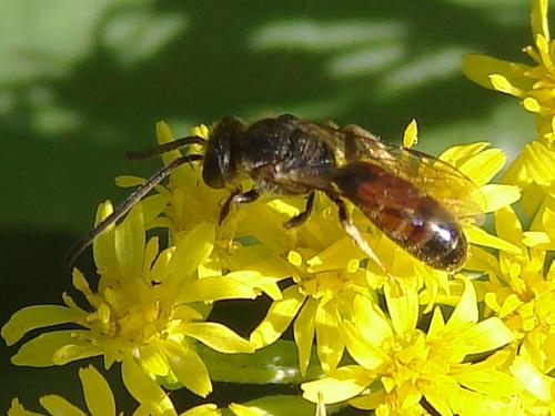 Lasioglossum sp.