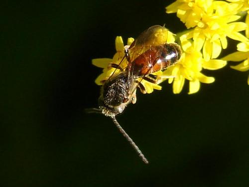 Lasioglossum sp.