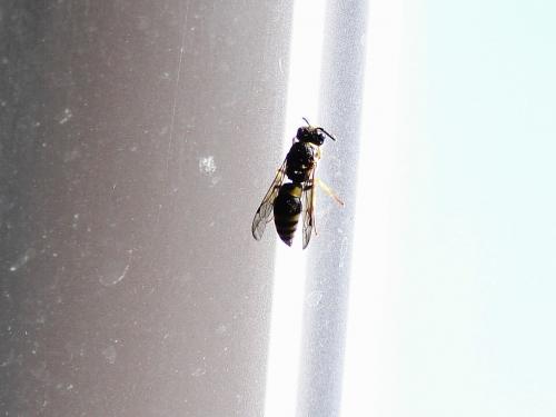 Réf. 65 967 : Ancistrocerus sp.