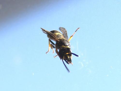 Ancistrocerus sp.