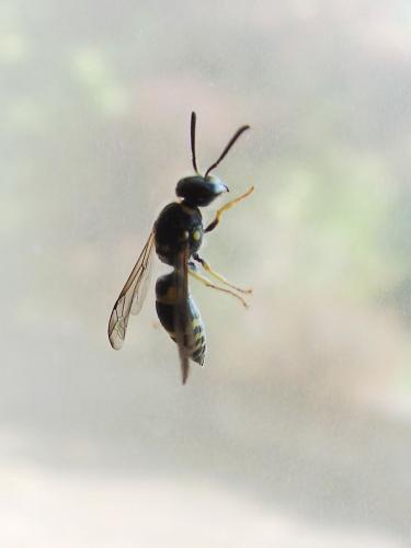Ancistrocerus sp.