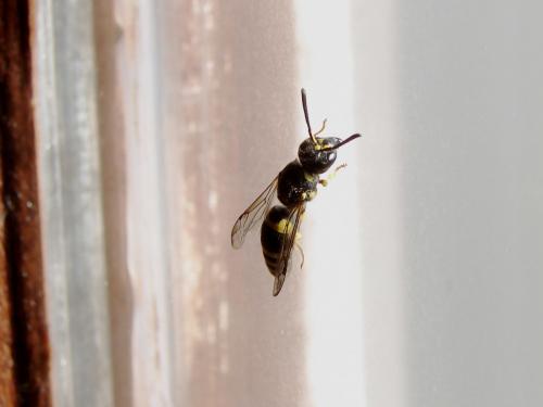 Ancistrocerus sp.