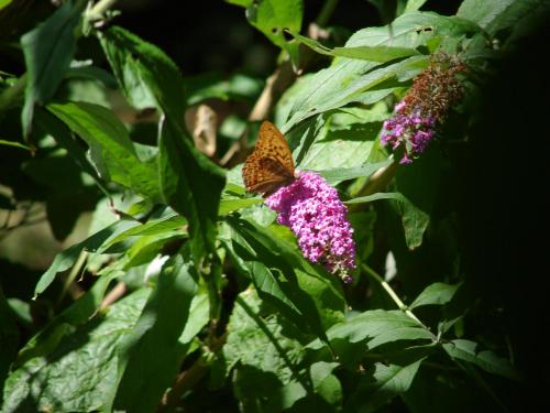 Argynnis paphia